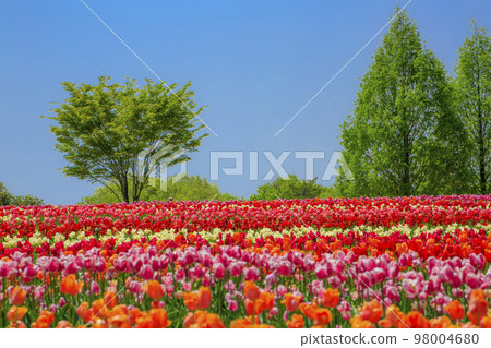 高原上五顏六色的鬱金香花田 98004680