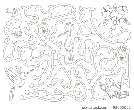 Tropical black and white maze for children. Preschool exotic activity. Funny jungle puzzle with cute parrot, hoopoe and toucan. Help the bird get to the flowers game. Fun coloring page for kids 98005092
