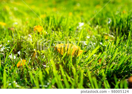 Yellow leaf in grass 98005124