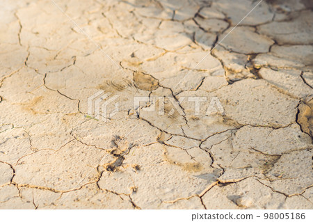Young woman feeding an African Sacred ibis 98005186