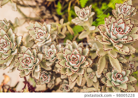 Cactus , succulents in the ground in the park 98005228