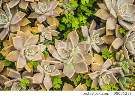 Cactus , succulents in the ground in the park 98005231