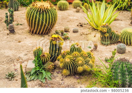 Cactus , succulents in the ground in the park Cactus , succulents in the ground in the park 98005236