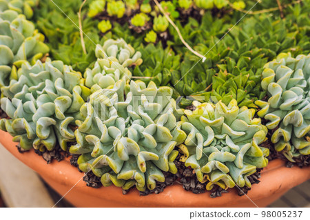 Cactus , succulents in the ground in the park 98005237