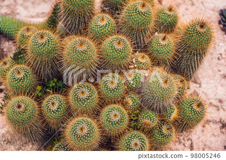 Cactus , succulents in the ground in the park Cactus , succulents in the ground in the park 98005246