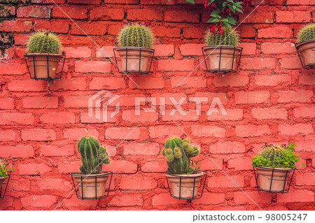 Cactus background pattern. Small cacti in pots 98005247