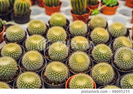Cactus background pattern. Small cacti in pots Cactus background pattern. Small cacti in pots 98005255