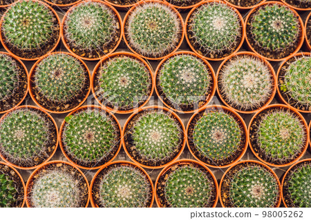 Cactus background pattern. Small cacti in pots Cactus background pattern. Small cacti in pots 98005262