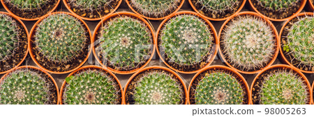 Cactus background pattern. Small cacti in pots BANNER long format Cactus background pattern. Small cacti in pots BANNER long format 98005263