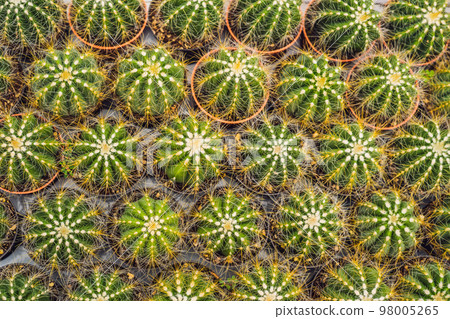 Cactus background pattern. Small cacti in pots Cactus background pattern. Small cacti in pots 98005265