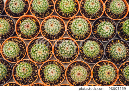 Cactus background pattern. Small cacti in pots 98005269
