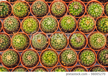 Cactus background pattern. Small cacti in pots 98005270