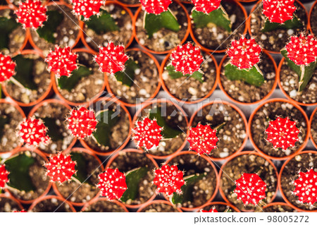 Cactus background pattern. Small cacti in pots 98005272