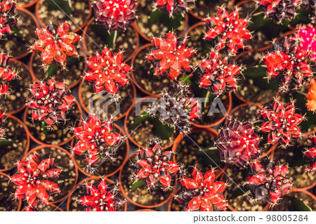 Cactus background pattern. Small cacti in pots 98005284
