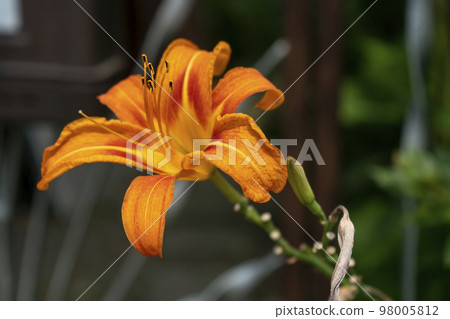 An orange flower with long stamens against a background of green bushes. An orange flower with long stamens against a background of green bushes. 98005812