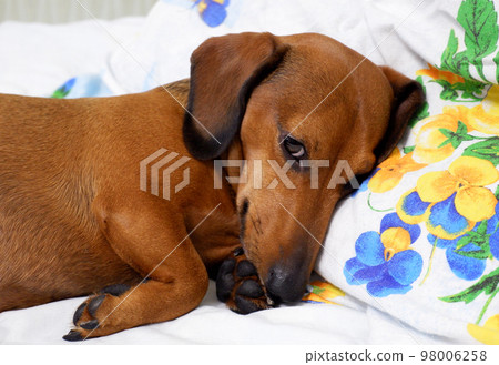 Portrait of a dog lying on the bed. Dog muzzle on pillow close up 98006258