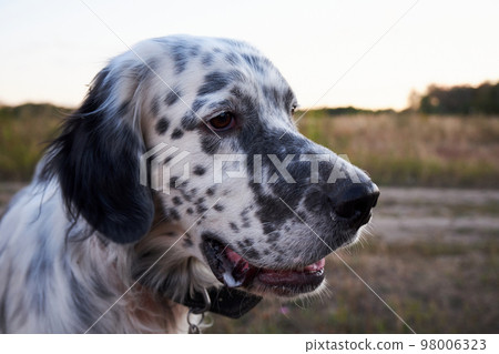 Head of an English Setter close-up. Portrait of an English Setter on the background of nature Head of an English Setter close-up. Portrait of an English Setter on the background of nature 98006323