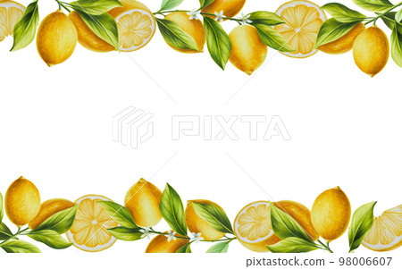 Watercolor border with fresh ripe lemon with bright green leaves and flowers. Hand drawn citrus painting on white background. For designers, postcards, party Invitations, wrapping paper, covers. For Watercolor border with fresh ripe lemon with bright green leaves and flowers. Hand drawn citrus painting on white background. For designers, postcards, party Invitations, wrapping paper, covers. For 98006607