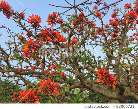 Deigo的花朵 98006721