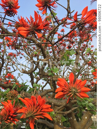 Deigo的花朵 98006722