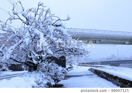 櫻花樹上的雪 加賀美河堤岸(高知縣高知市,20221223) 櫻花樹上的雪 加賀美河堤岸(高知縣高知市,20221223) 98007125