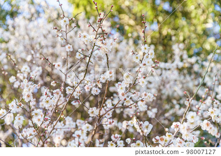 白花花 白花花 98007127