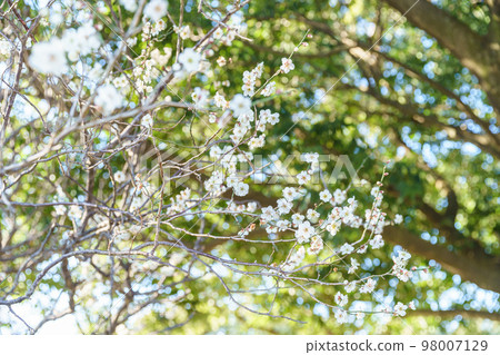 白花花 白花花 98007129