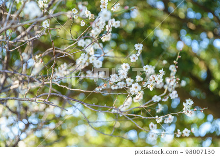 白花花 白花花 98007130