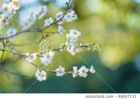 白花花 98007131