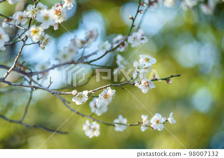白花花 白花花 98007132