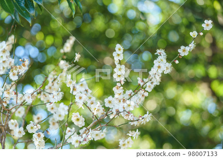 白花花 白花花 98007133