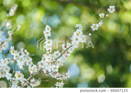 白花花 白花花 98007135