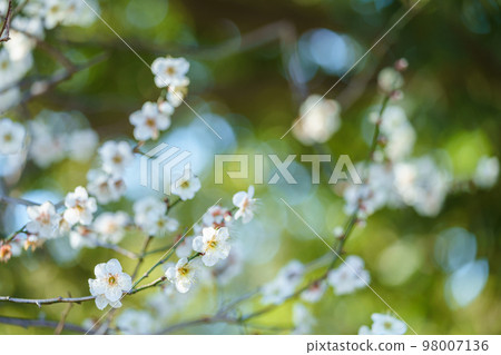 白花花 白花花 98007136