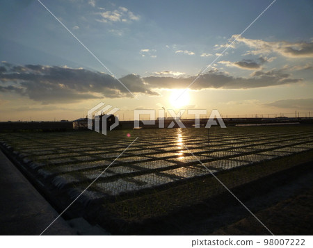Rice fields and the setting sun 98007222