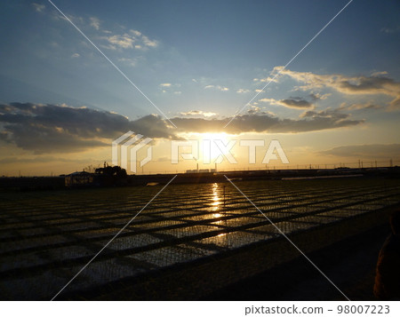 Rice fields and the setting sun 98007223