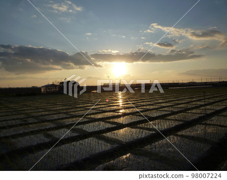 Rice fields and the setting sun 98007224