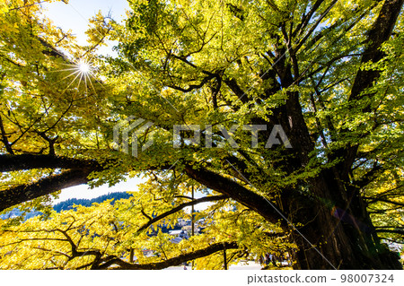 Shimojo's large ginkgo leaves (Oguni-machi, Aso-gun, Kumamoto Prefecture) 98007324
