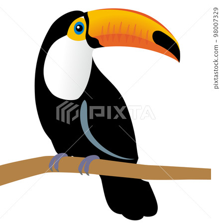 托哥巨嘴鳥 托哥巨嘴鳥 98007329