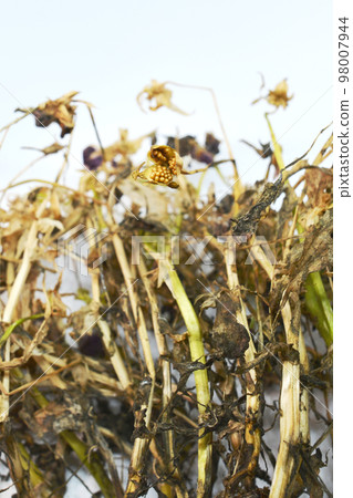 枯萎的三色堇，中提琴 02 98007944