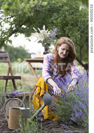 girl pruning lavender bush in the garden girl pruning lavender bush in the garden 98008038