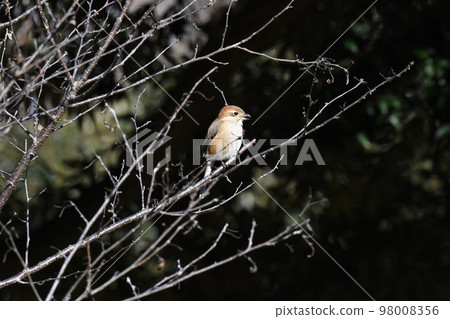 A shrike bathed in the light that comes in through the branches of a tree 98008356