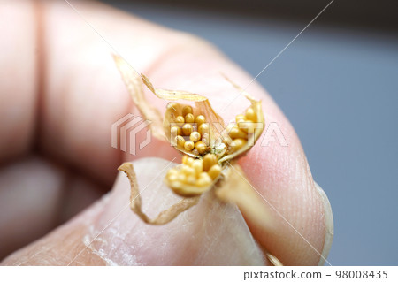 Pansy, Viola Seeds 10 Pansy, Viola Seeds 10 98008435