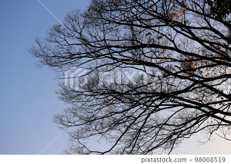 抬頭看藍天、白天、冬天枯萎的大樹的風景 98008519