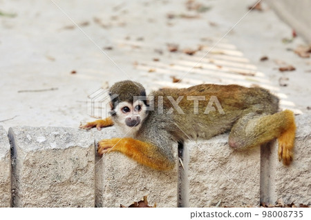 A squirrel monkey looking up while lying down A squirrel monkey looking up while lying down 98008735