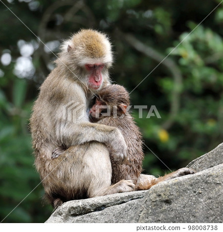 Japanese macaque mother holding her baby 98008738