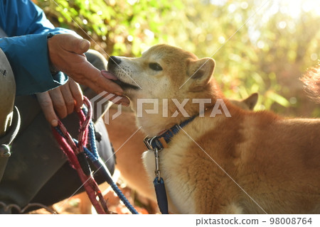 Shiba Inu on a walk Spoiled by its owner 98008764