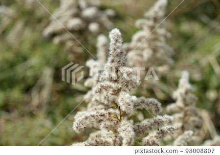 一枝黃花 一枝黃花 98008807