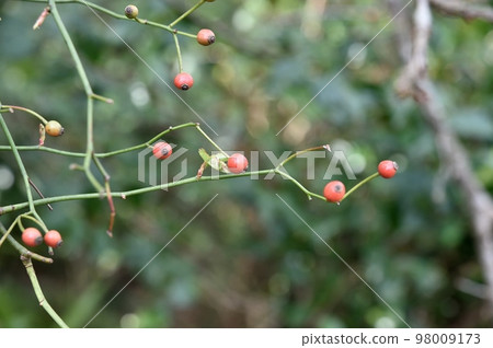 Fruit of Neubara 98009173