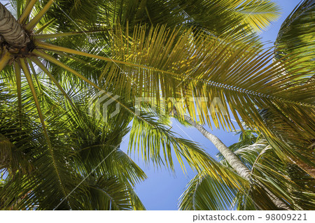 Tropical paradise, idyllic caribbean palm trees in Punta Cana, Dominican Republi 98009221