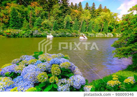 Lago Negro, landscape with Hydrangeas, Gramado at springtime, Southern Brazil Lago Negro, landscape with Hydrangeas, Gramado at springtime, Southern Brazil 98009346